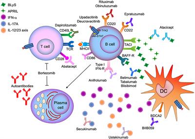 Frontiers | B Cells In Systemic Lupus Erythematosus: Targets Of New ...